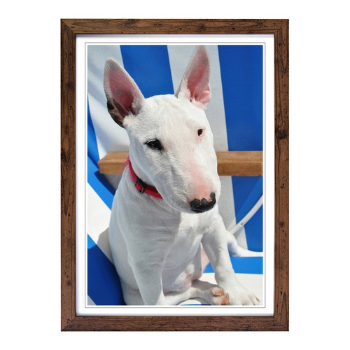 English bull terrier framed - english,