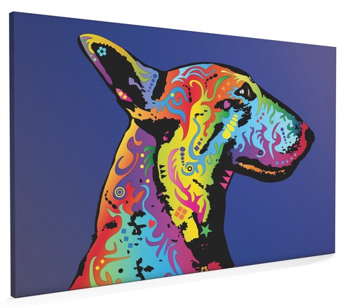 English bull terrier - bull, box