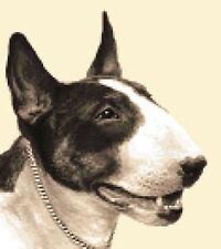 ENGLISH BULL TERRIER dog
