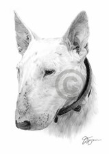 ENGLISH BULL TERRIER Pencil