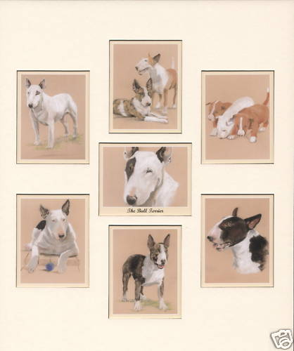 The bull terrier collectors - bull,