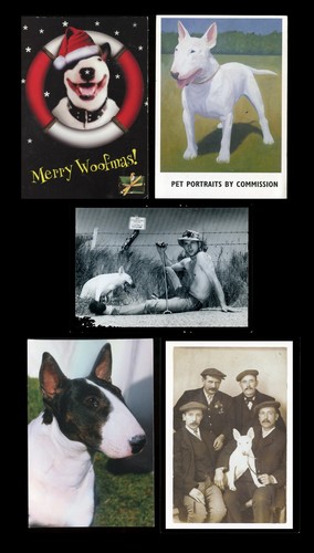 Bull terrier english - bull,