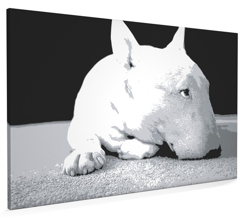 English bull terrier box - english,