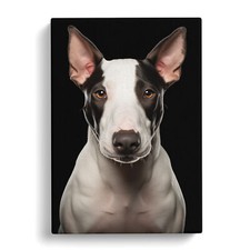 English Bull Terrier Colour